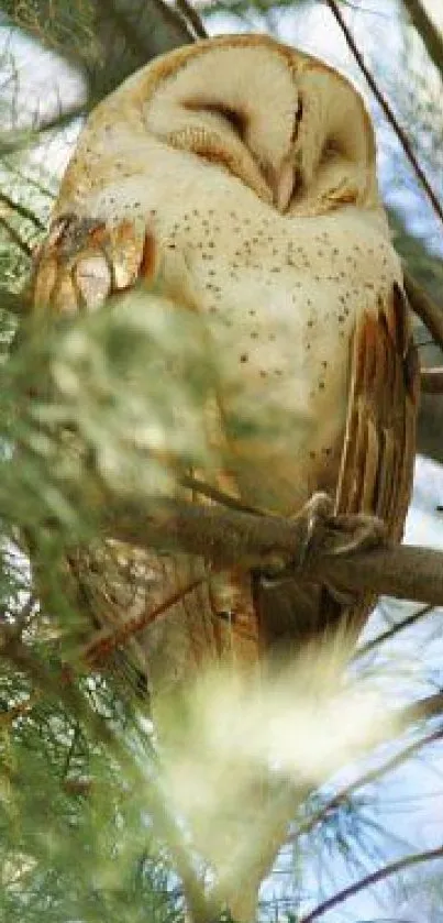 Serene barn owl perched on a tree branch with green foliage.