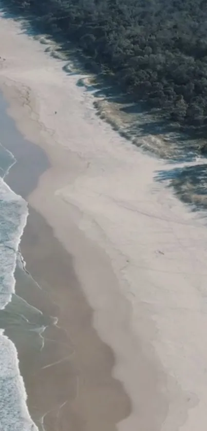 Aerial view of serene sandy beach and lush forest coastline.