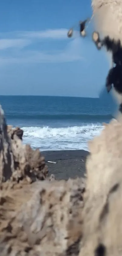 Beach view through a driftwood frame with ocean waves.