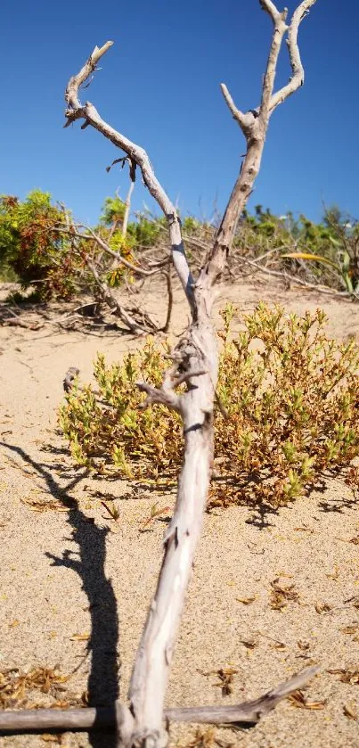 Beach scene with driftwood and clear blue sky, ideal for mobile wallpaper.