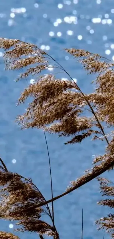 Beach grass against a sparkling blue water background, serene mobile wallpaper.