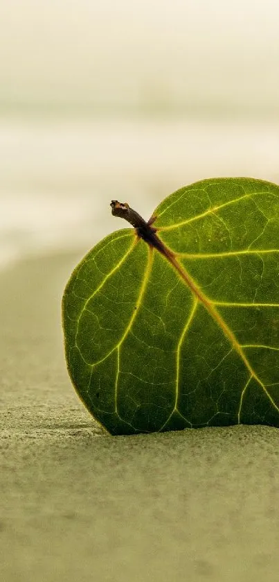 Green leaf on sandy beach with ocean waves in background.