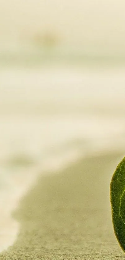 Serene beach scene with a green leaf on a sandy shore.