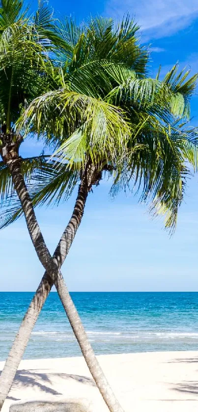 Palm trees and ocean under a blue sky on a sandy beach.