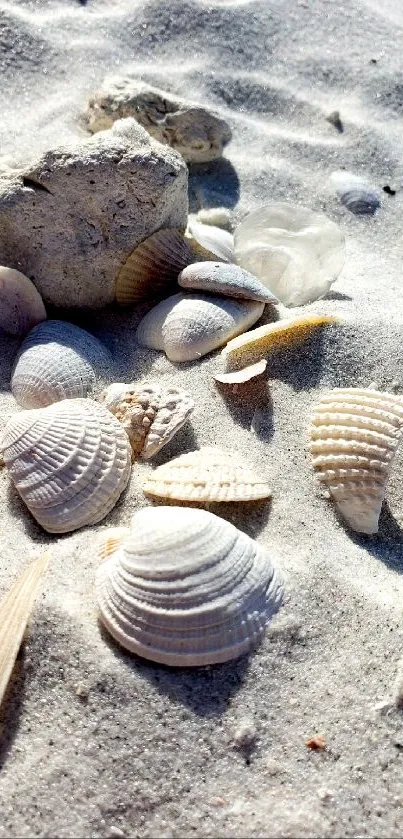 Sandy beach with seashells creating a calming coastal atmosphere.