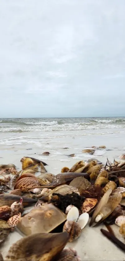 Shells scattered across a serene beach by the ocean under a cloudy sky.