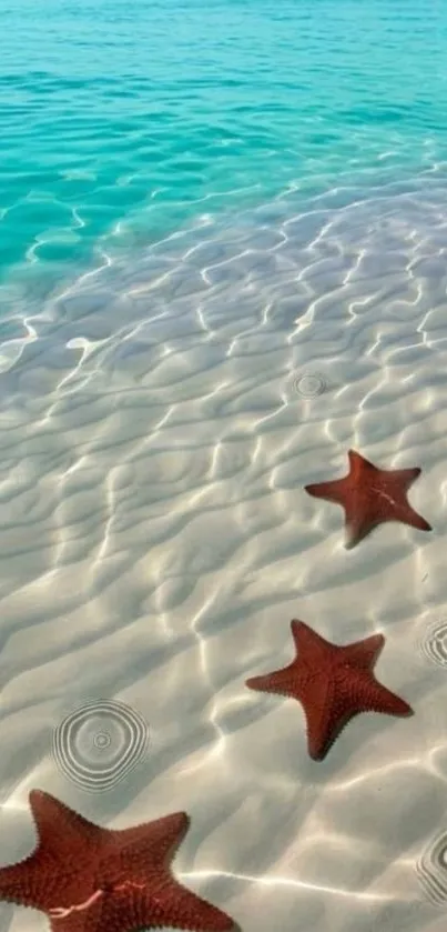 Starfish on a serene beach with clear turquoise water.