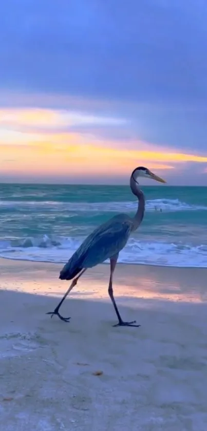 Heron strolling on a beach during a vibrant sunset.