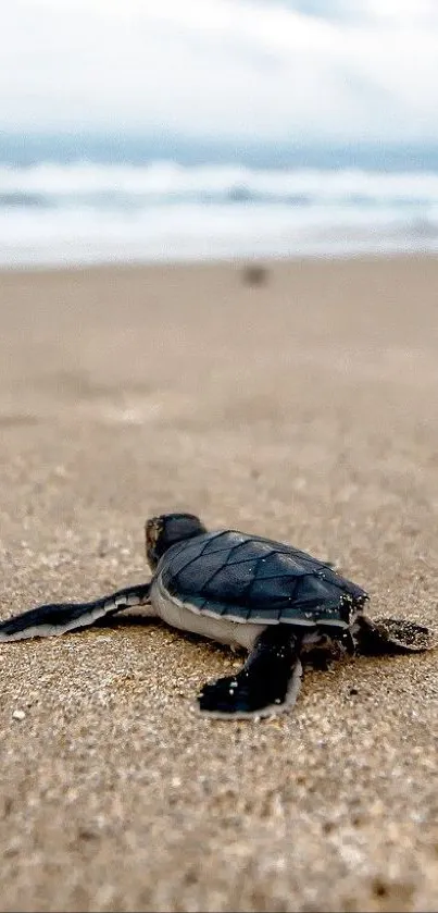 Young sea turtle on a sandy beach under a blue sky, perfect for mobile wallpaper.