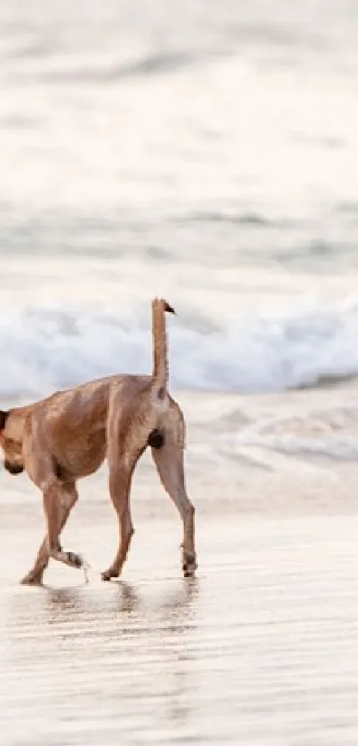 Walker with dogs on a serene tropical beach.