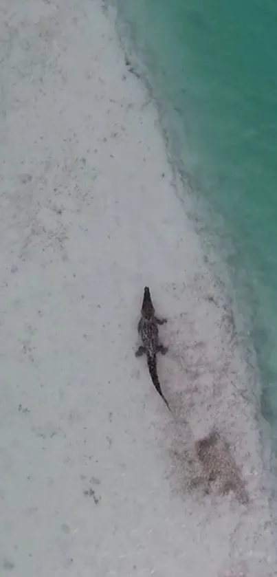 Aerial view of iguana on a turquoise beach.