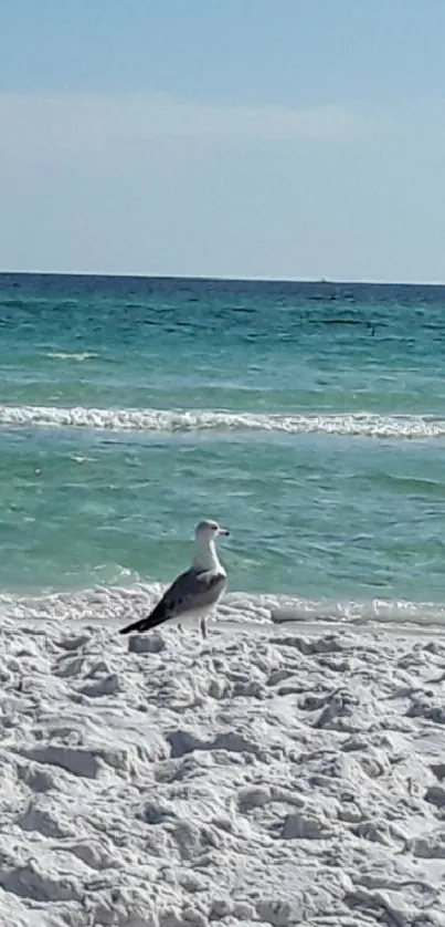 A seagull stands on a sunny beach by the blue ocean waves.