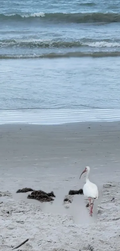 Tranquil beach with a seagull and calm ocean waves.