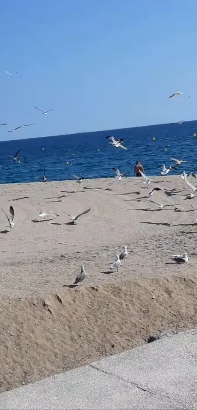 Seagulls flying over a sandy beach near the blue ocean under a clear sky.