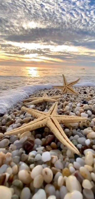 Starfish on a pebbled beach with a sunset over the ocean.