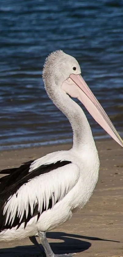 Pelican standing peacefully on a sandy beach with blue ocean waves in the background.