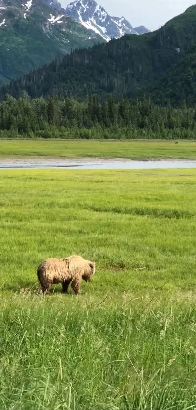 Bear strolling in a green valley with mountains in the background.