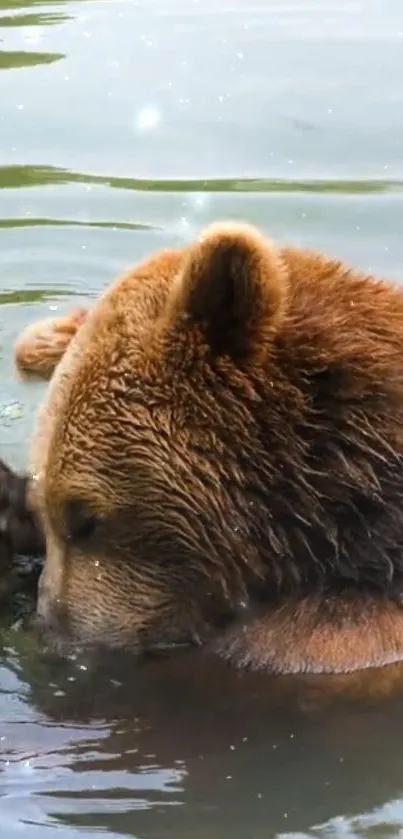 A serene bear resting in tranquil waters as a mobile wallpaper.