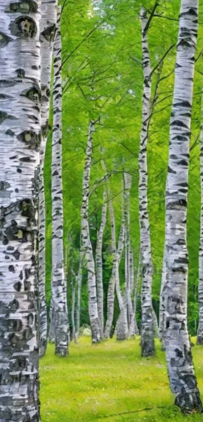 A serene birch forest with lush green foliage.