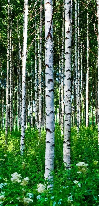 Serene birch tree forest with lush green foliage.