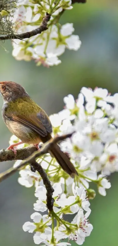 A small bird perched on a branch with white blossoms in a serene setting.