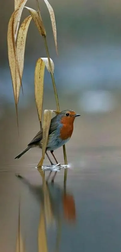 Bird standing by water with peaceful reflection.