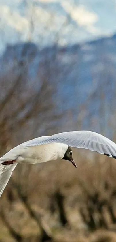 Bird flying over landscape with mountains.