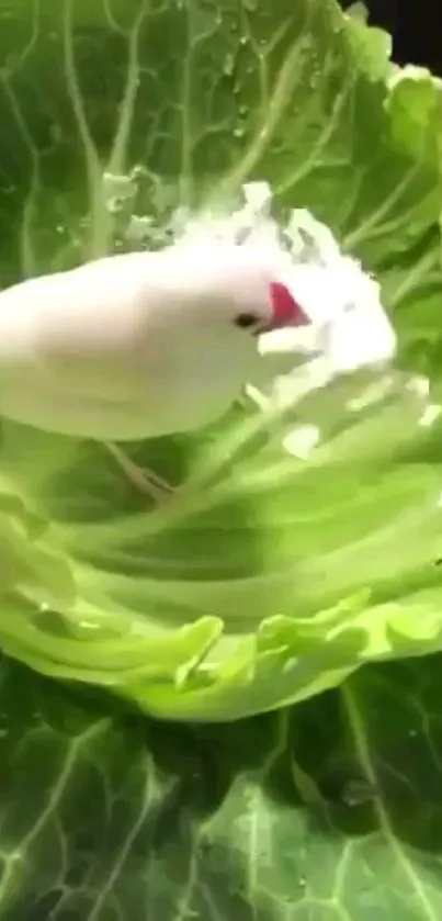 White bird nestled in vibrant green cabbage leaves.