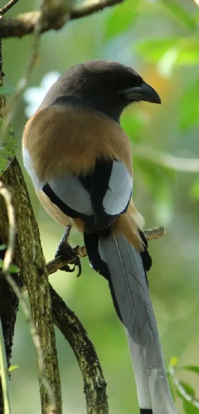 Colorful bird perched on a tree in lush greenery.