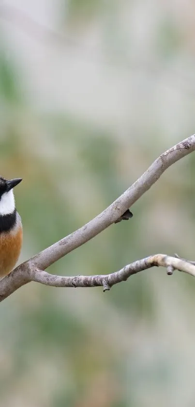 A small bird perched on a branch, with soft green foliage in the background.