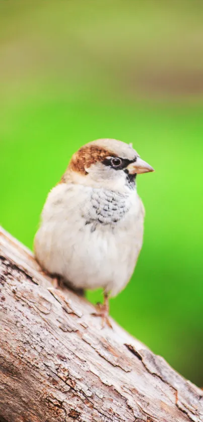 Sparrow perched on a textured branch with blurred green background.