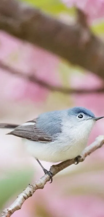 Blue-gray bird on blossom branch with pink background.