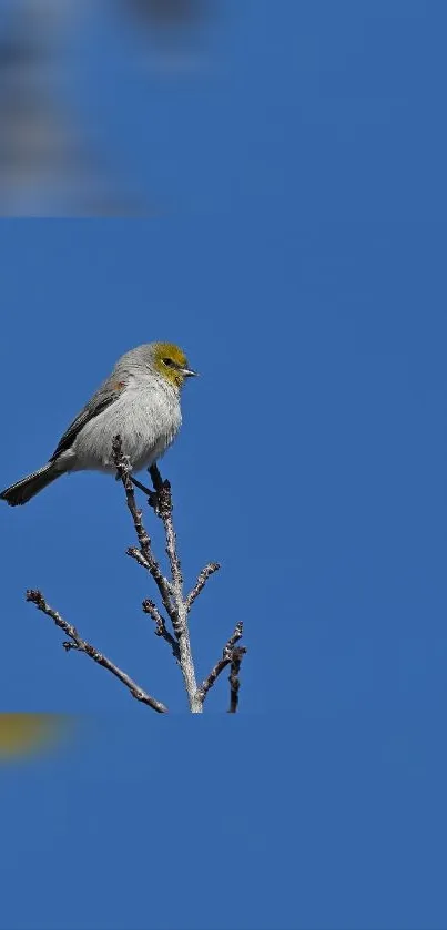 Bird perched on a branch against a blue sky.