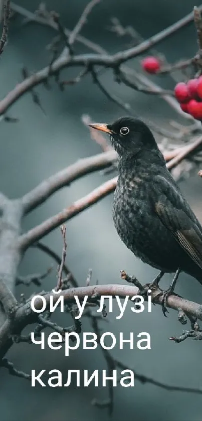 A blackbird perched on a branch with red berries, set against a dusty blue background.