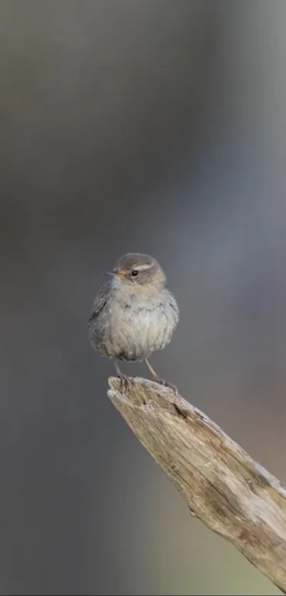 Small bird perched on rustic branch with a blurred gray background.