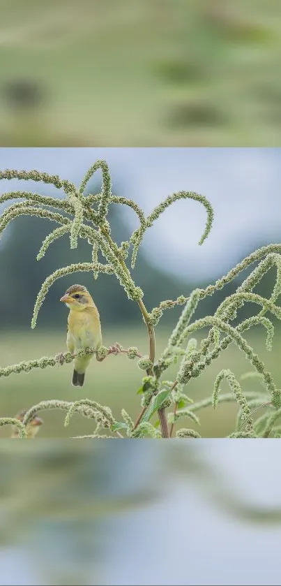 A small bird perched on a leafy branch against a blurred natural background.