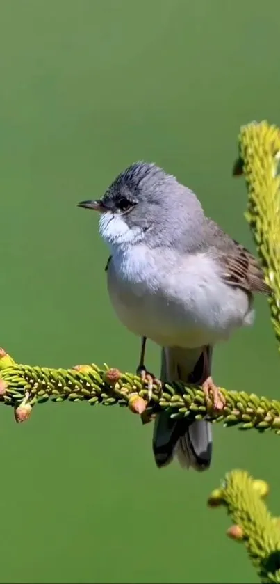 Small bird on pine branch with green background.