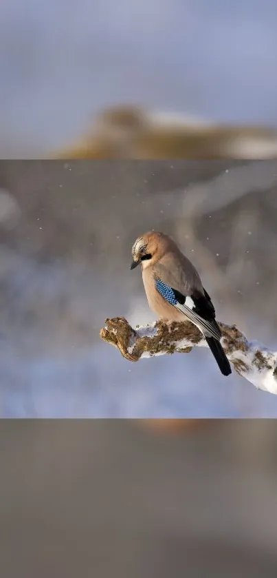 Bird perched on snow-covered branch in winter scene.