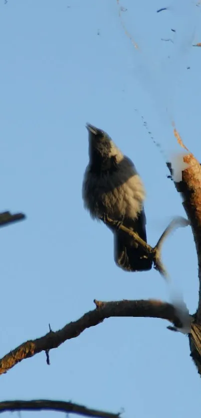 Bird resting on a tree branch against a blue sky background.