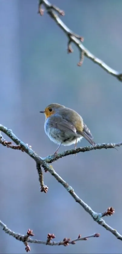 A small bird perched on a frosty branch in winter.