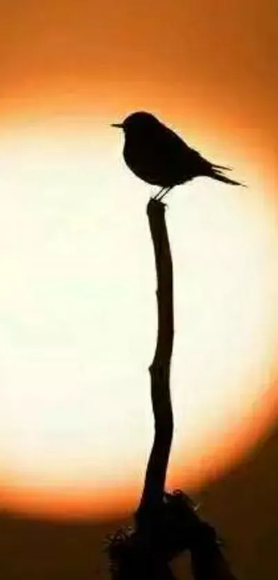 Silhouette of bird on branch against sunset.