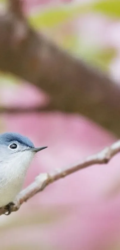 Bird on branch with pink blossoms and soft background.