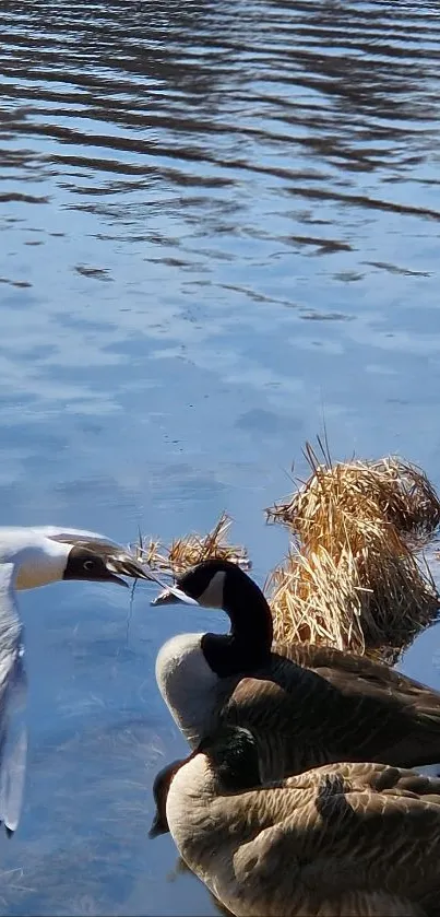 Birds by a serene lakeside with reflecting water under blue sky.