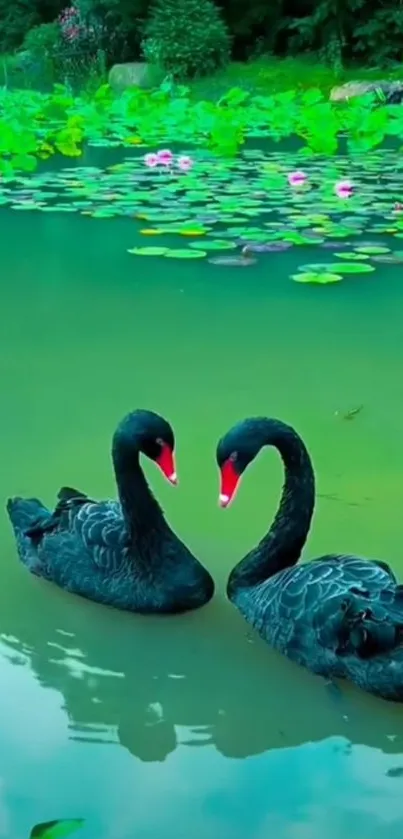 Elegant black swans on a lily pond with lush greenery backdrop.