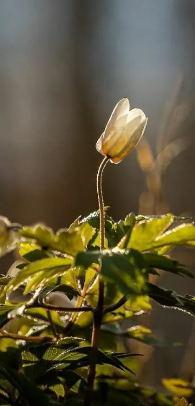 Delicate white flower amid lush green foliage in a serene setting.