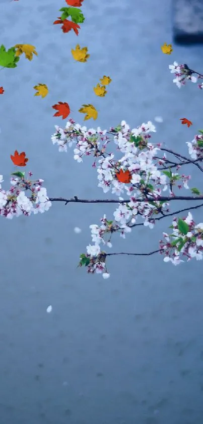 Serene cherry blossom branch on a tranquil blue background.