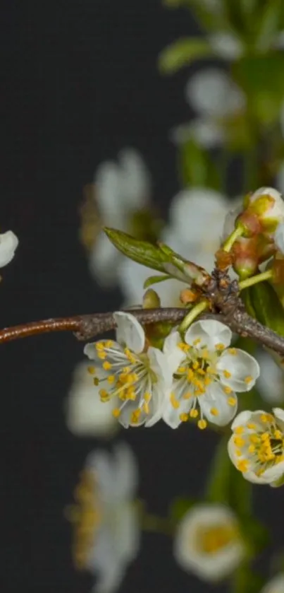 Serene mobile wallpaper with white blossoms on a dark background.