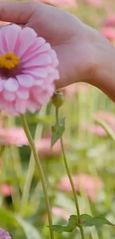 Hand gently holding a pink flower in a serene garden setting.