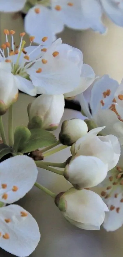 Close-up of white blossoms on a branch, ideal for phone wallpaper aesthetics.