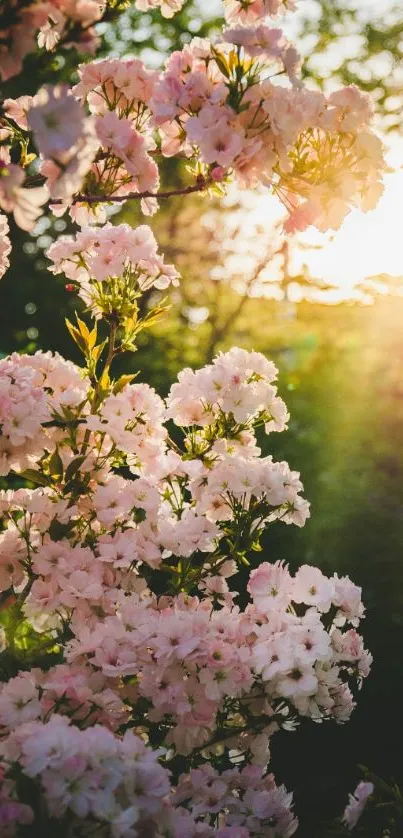 Blossoming flowers in golden sunset light creating a serene mobile wallpaper.